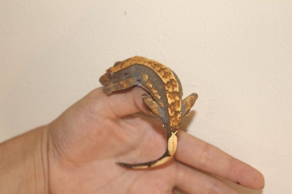 画像4: ダークハーレーピンストライプ　クレステッドゲッコー (4)