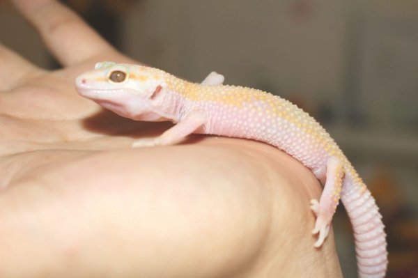 画像3: アルビノエニグマ　ヒョウモントカゲモドキ (3)