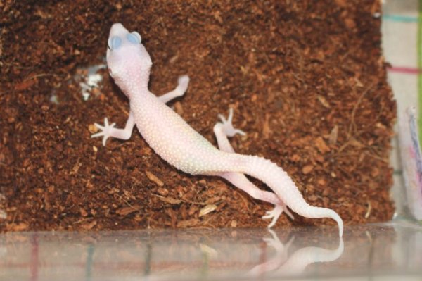 画像3: ディアブロブランコ　ヒョウモントカゲモドキ (3)