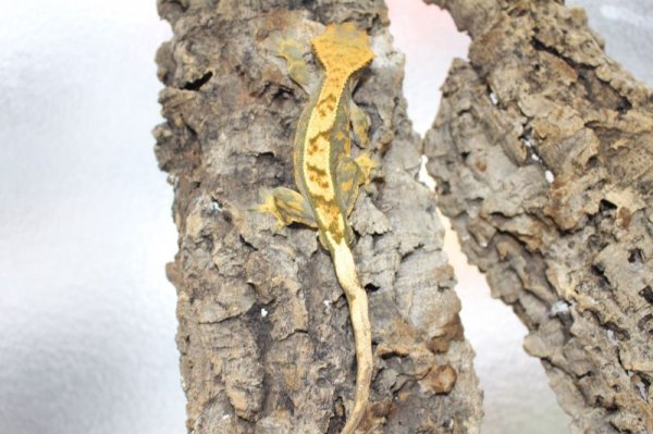 画像2: ピンストライプ　（グリーンタイプ）　♂　クレステッドゲッコー (2)