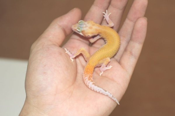 画像4: ゴジラジャイアントラプター　（スネークアイ）　ヒョウモントカゲモドキ　 (4)