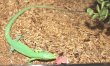 画像6: ミドリガストロカナヘビ　　♂♀ペア（ご売約頂きました） (6)