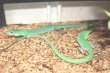 画像1: ミドリガストロカナヘビ　　♂♀ペア（ご売約頂きました） (1)