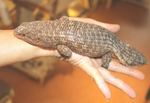 画像4: ストケスイワトカゲ　♂ (4)