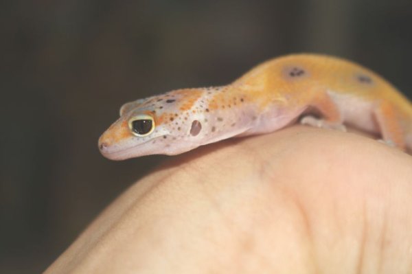 画像3: エニグマ　ヒョウモントカゲモドキ (3)