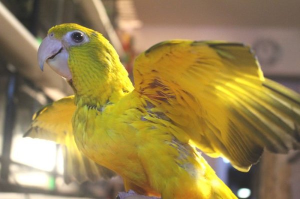 画像9: ニョオウインコＰＨＢＩＩ９Ｅ４５６男の子（お迎え頂きました） (9)