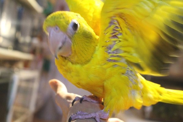 画像7: ニョオウインコＰＨＢＩＩ９Ｅ４５６男の子（お迎え頂きました） (7)