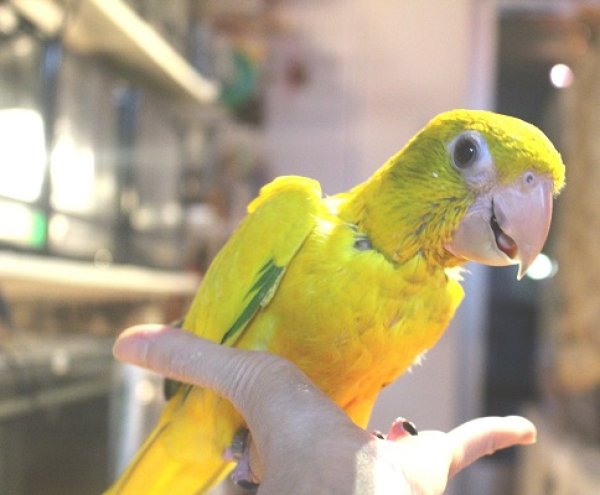 画像6: ニョオウインコＰＨＢＩＩ９Ｅ４５６男の子（お迎え頂きました） (6)