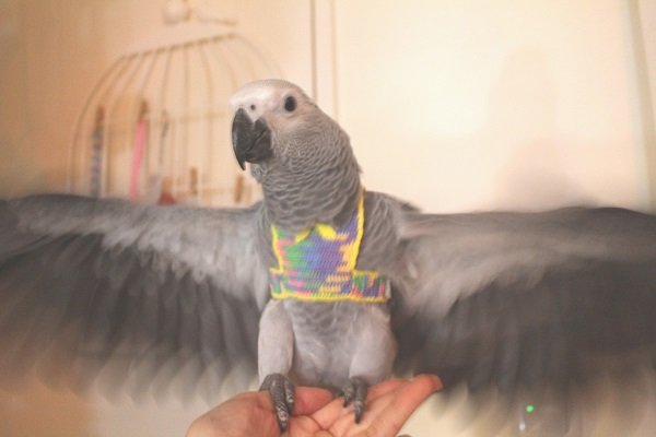 画像3: ヨウムＰＨＢＩＩ１Ｊ２５０女の子（お迎え頂きました） (3)