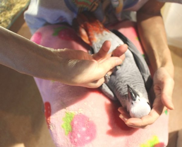 画像5: ヨウムＰＨＢＩＩ１Ｊ２５０女の子（お迎え頂きました） (5)