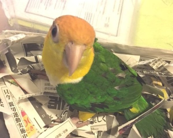 画像3: シロハラインコＰＨＢＩＩ８Ｆ７５１女の子（お迎え頂きました） (3)