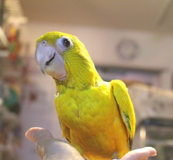 画像3: ニョオウインコＰＨＢＩＩ９Ｅ４５６男の子（お迎え頂きました） (3)