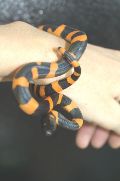 画像11: リングパイソン　セレクティブブリード　　　♂♀ペアEUCB♀画像 (11)