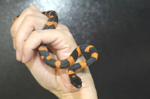 画像3: リングパイソン　セレクティブブリード　　　♂♀ペアEUCB♀画像 (3)