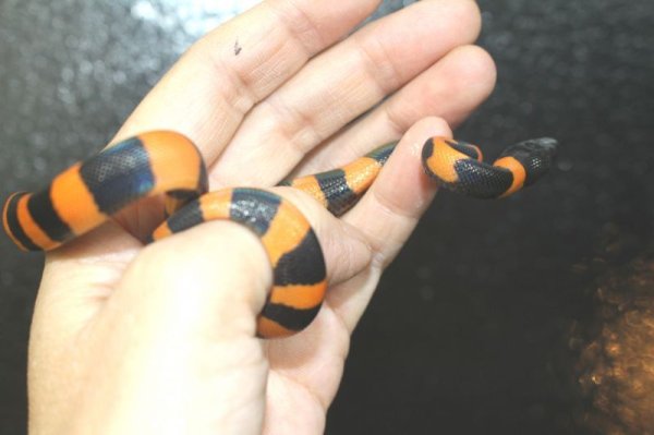 画像12: リングパイソン　セレクティブブリード    ♂♀ペアEUCB♂画像 (12)