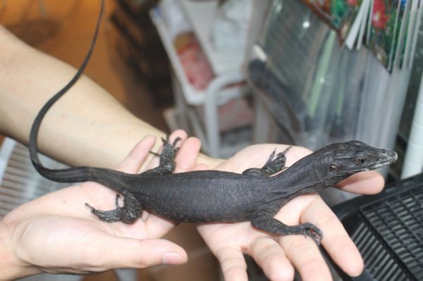 画像5: コマイニーウォーターモニター　ミズオオトカゲ　 (5)