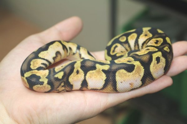 画像2: パステルシュガー　♂　ボールパイソン完売しました (2)