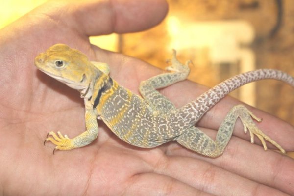 画像10: クビワトカゲ　アクアフレイム　♂♀ペア (10)