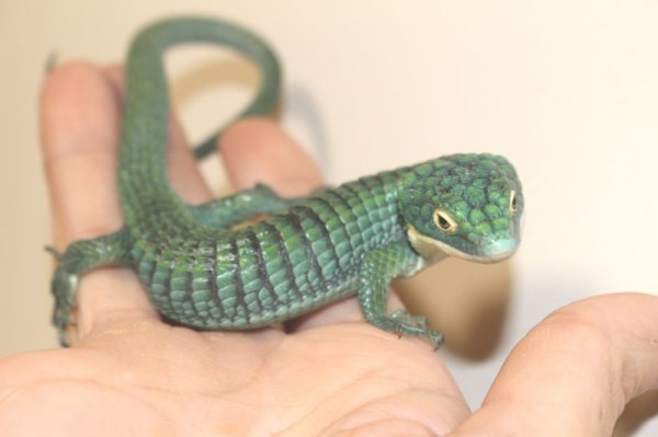 画像8: アオキノボリアリゲーター（アブロニア）ペア　 (8)