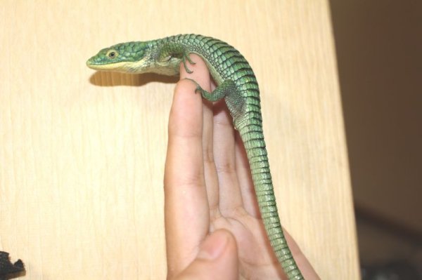 画像6: アオキノボリアリゲーター（アブロニア）ペア　 (6)