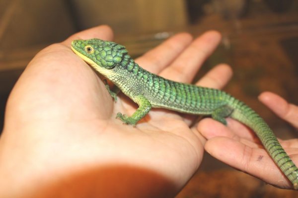 画像2: アオキノボリアリゲーター（アブロニア）ペア　 (2)