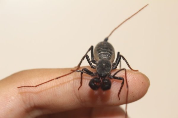 画像2: テキサスジャイアントビネガロン　　（ベビー） (2)