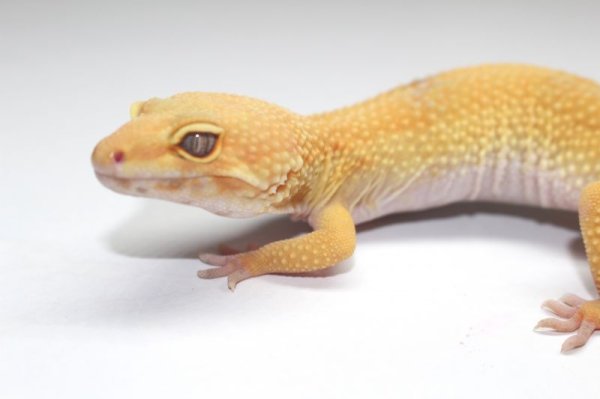 画像2: サングロー　（トレンパーアルビノ）　♀　　ヒョウモントカゲモドキ (2)