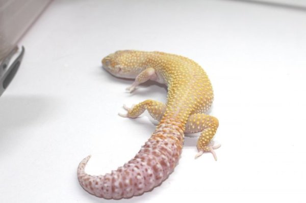 画像3: パターンレスレイダー　♀（片眼スネークアイ、片眼ソリッドアイ）　ヒョウモントカゲモドキ (3)