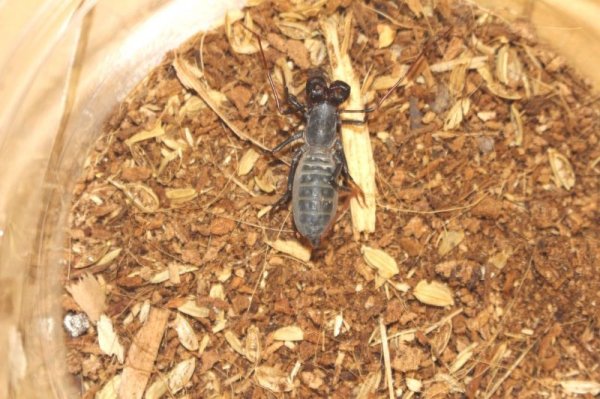 画像4: テキサスジャイアントビネガロン　　（ベビー） (4)