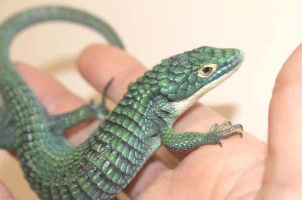 画像7: アオキノボリアリゲーター（アブロニア）ペア　 (7)