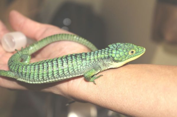 画像3: アオキノボリアリゲーター（アブロニア）ペア　 (3)