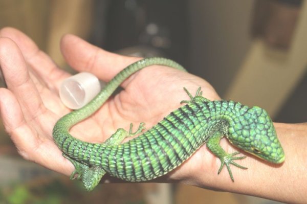 画像4: アオキノボリアリゲーター（アブロニア）ペア　 (4)