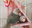 画像6: ホオミドリアカオウロコインコＫ０１８男の子ブルーシナモンお迎え頂きました (6)