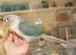 画像3: ホオミドリアカオウロコインコＫ０１８男の子ブルーシナモンお迎え頂きました (3)