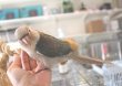 画像2: ホオミドリアカオウロコインコＫ０１８男の子ブルーシナモンお迎え頂きました (2)