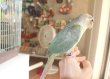 画像3: ホオミドリアカオウロコインコＫ０１９男の子ブルーシナモンお迎え頂きました (3)