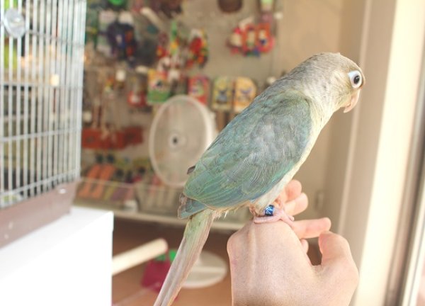 画像3: ホオミドリアカオウロコインコＫ０１９男の子ブルーシナモンお迎え頂きました (3)