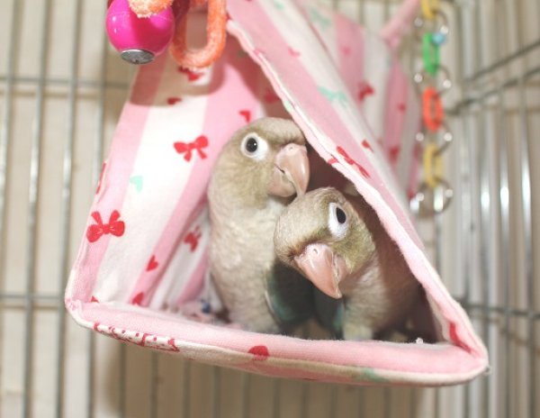 画像6: ホオミドリアカオウロコインコＫ０１９男の子ブルーシナモンお迎え頂きました (6)