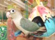 画像1: ホオミドリアカオウロコインコＫ０１９男の子ブルーシナモンお迎え頂きました (1)