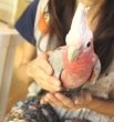 画像7: モモイロインコＨＢ１６００１５男の子（お迎え頂きました） (7)