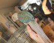 画像4: ホオミドリアカオウロコインコＫ０１８男の子ブルーシナモンお迎え頂きました (4)