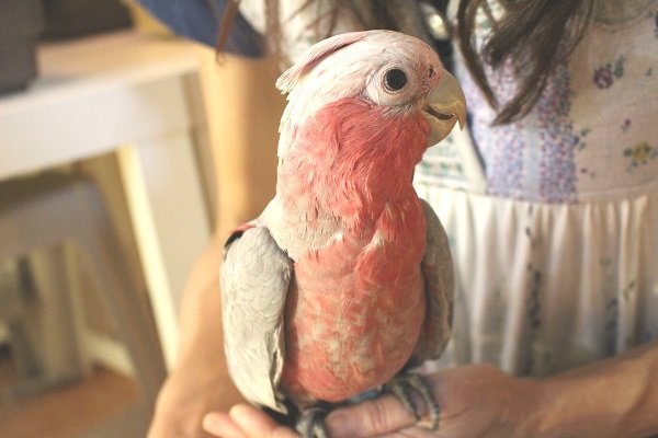 画像4: モモイロインコＨＢ１６００１５男の子（お迎え頂きました） (4)