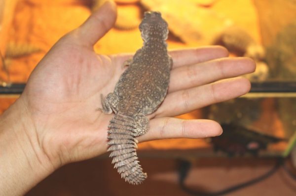 画像4: モロッコサバクトゲオアガマ　　 (4)