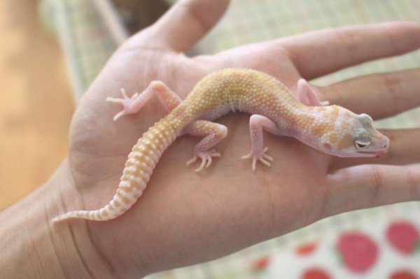 画像4: スノーラプター　（ソリッドアイ）　ヒョウモントカゲモドキ (4)