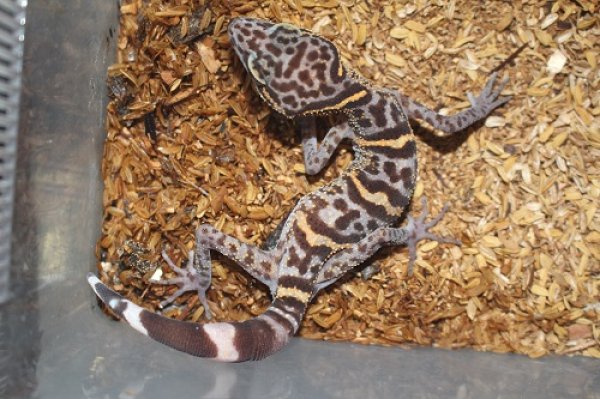 画像2: カットバトカゲモドキ　 (2)