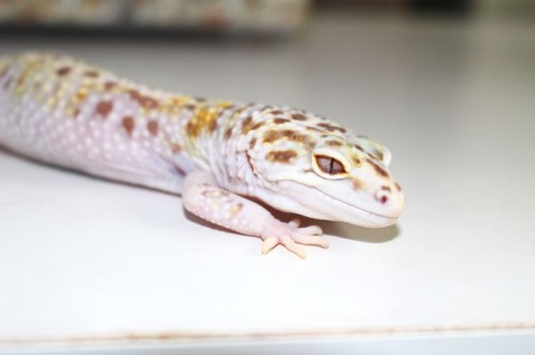 画像3: スノーオーロラhet レイダー（W＆Y＋ベルアルビノ）スノー　ホワイトアンドイエローベル　♂　ヒョウモントカゲモドキ (3)