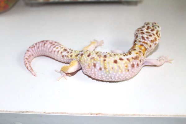 画像2: スノーオーロラhet レイダー（W＆Y＋ベルアルビノ）スノー　ホワイトアンドイエローベル　♂　ヒョウモントカゲモドキ (2)