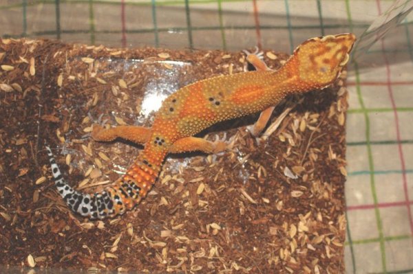 画像7: マンダリンタンジェリン×スーパーブラッドタンジェリン　クロス　　ヒョウモントカゲモドキ (7)