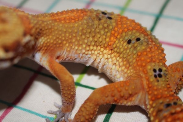 画像3: マンダリンタンジェリン×スーパーブラッドタンジェリン　クロス　　ヒョウモントカゲモドキ (3)