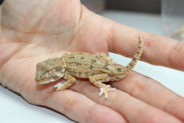 画像2: ヘルメットゲッコー　国内CB　♂♀ペア (2)